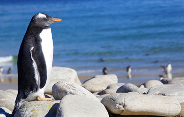 A Gentoo Penguin (Pygoscelis) sleeping on rocks on a beach on New Island (Falkland Island).