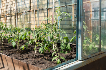 Organic tomatoes in a greenhouse