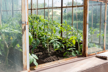 Fototapeta na wymiar Organic tomatoes in a greenhouse