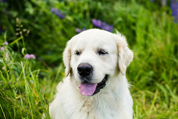 Close-up portrait of cute golden retriever in the green grass and flowers background