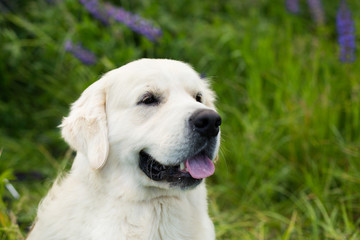 Profile portrait of cute golden retriever dog in the green grass and flowers background