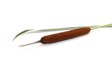 Common bulrush, reeds isolated on white background, clipping path © dule964