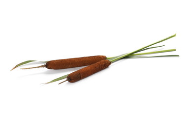 Common bulrush, reeds isolated on white background, clipping path © dule964
