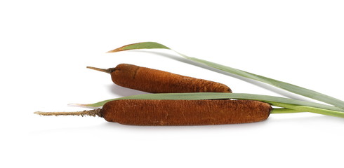 Common bulrush, reeds isolated on white background, clipping path © dule964