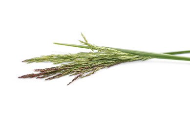 Common bulrush, reeds isolated on white background, clipping path