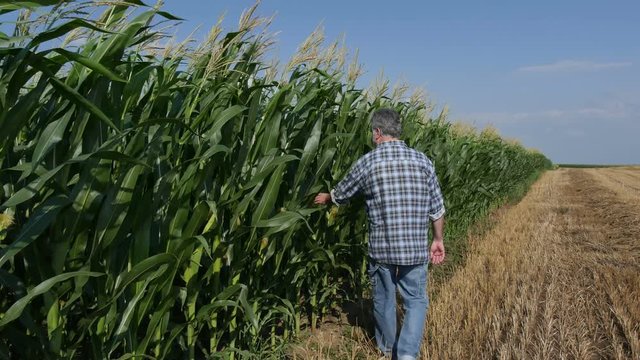 Farmer or agronomist  inspecting quality of corn plants in field in early summer, 4K footage