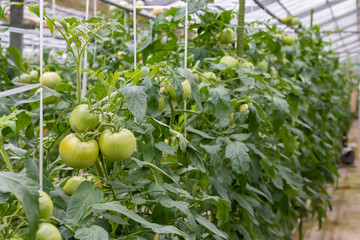 ビニールハウスのトマト畑