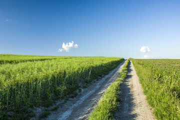 Fototapeta na wymiar Road through green rapeseed field, horizon and sky