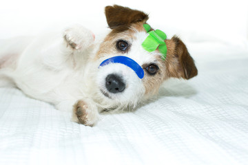 SICK DOG WITH COLORFUL MEDICAL PATCH FIRST AID BANDS PLASTER STRIPS ON BED ISOLATED ON WHITE BACKGROUND.