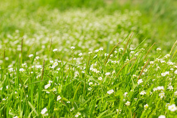 Fresh green spring grass in the morning background