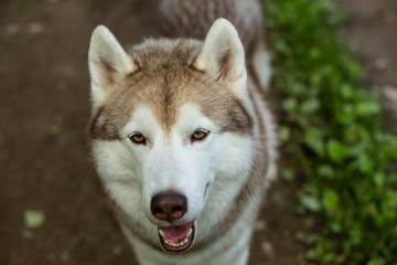 Close-up image of beautiful dog breed siberian husky in the forest. Portrait of friendly dog looks like a wolf
