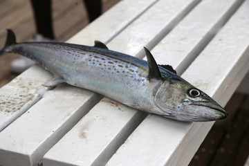 Fresh fish caught in the sea