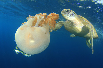 Green Sea Turtle eats giant Mosaic Jellyfish    