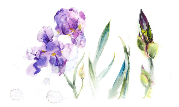 Composition with irises. Flower backdrop. Watercolor hand drawn illustration.