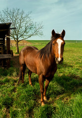 Fototapeta premium beautiful isolated horse in the fields