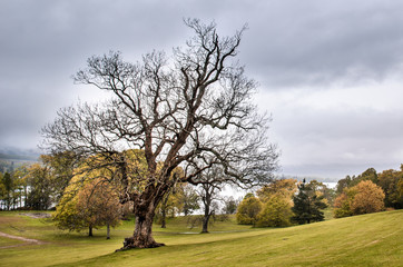 Dry tree, park. Scottish landscape. Scotland, Great Britain