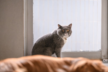 British short hair cat, shot indoors