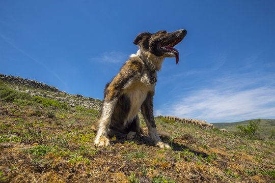 Transhumance in Spain