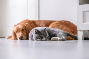 British short hair cat and golden retriever