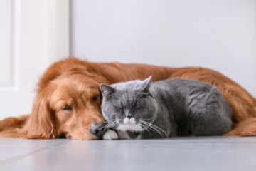 British short hair cat and golden retriever