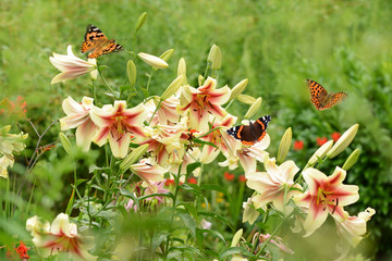 Schmetterling 518 © K.-U. Häßler