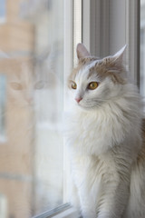 A cat reflected in a window. Looks through the glass at the birds