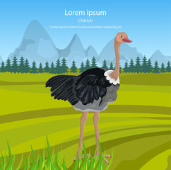 Ostrich Vector. Bird in the wild nature green backgrounds