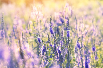 Summer colorful landscape with blossoming field flowers
