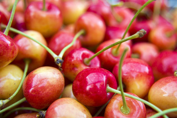 Red yellow cherries with petioles - close-up