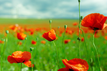 Obraz premium red poppy flowers in a field background