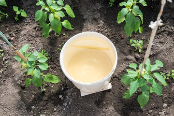 Young peppers in the greenhouse