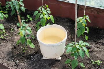 Young peppers in the greenhouse