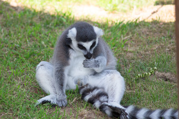 Ring-tailed Lemur (Lemur catta) sits in green meadow with playful offspring. Lemur catta in nature background.