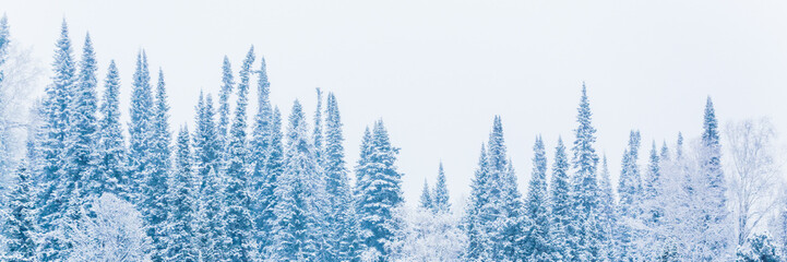 Tops of coniferous trees in snow in a white and blue range