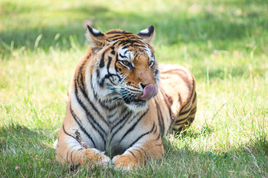 Elegant tiger with licking tongue in summer nature safari park, Bengal Tigers in the zoo in natural landscape.