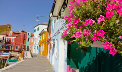CLOSE UP: Summer sun shines on pink flowers planted in front of colorful houses.