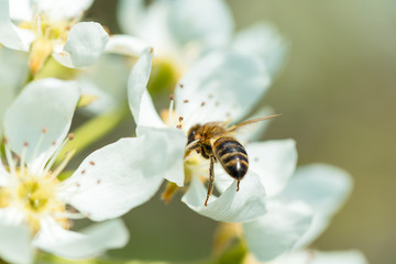 Bee on a flower of the white  blossoms. A Honey Bee collecting pollen