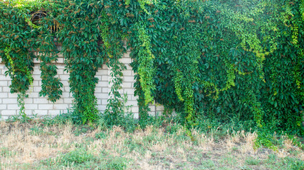 Green ivy covered wall as background image