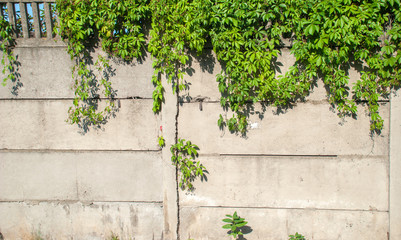 Green ivy covered wall as background image