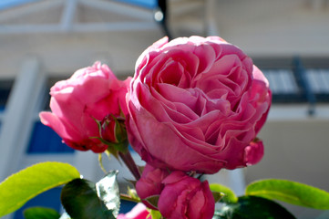 rosa Rose im Aufblühen, romantische Hochstamm Rose