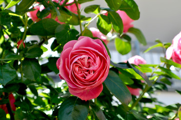 rosa Rose im Aufblühen, romantische Hochstamm Rose