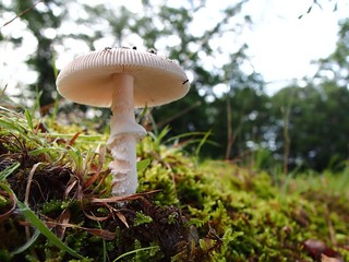 タマゴテングタケモドキ