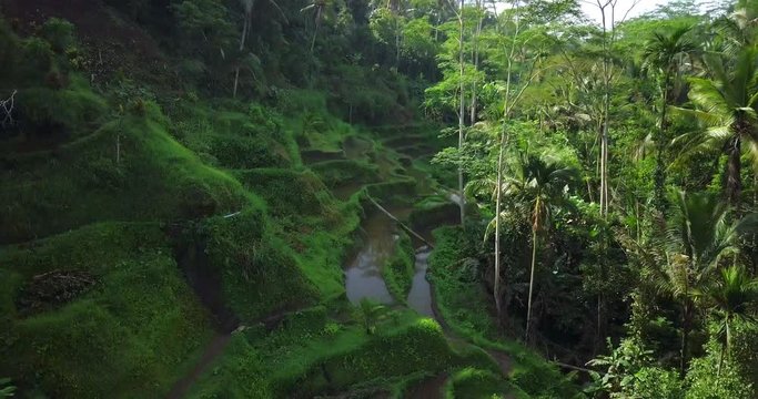 Hillside with rice farming. World's most beautiful mountains landscapes shape in nature. Typical Asian green cascade rice field terraces paddies. Ubud. Bali. Indonesia. Same as Guillin. China.