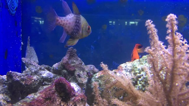Flammenzwerkaiser und andere Meerwasserfische