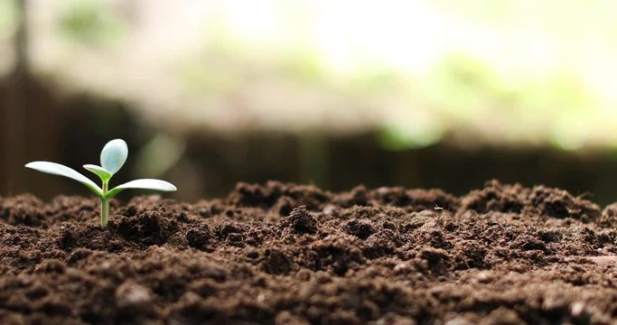 crassula plant money tree growing in soil. 4k dolly shot