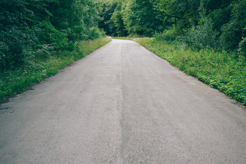 Empty forest road