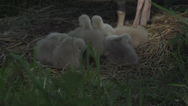 Baby Swans Slowmotion
