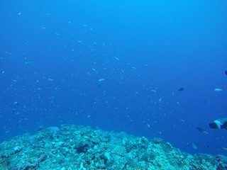 undersea view japan miyako