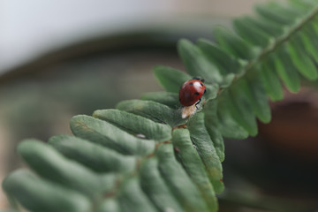 ladybug on a flower leaving her young