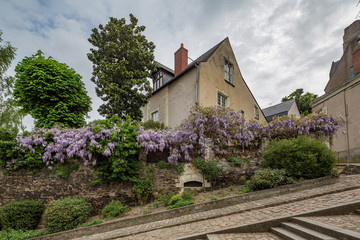 Fototapeta na wymiar Wisteria on a house in Angers, Maine et Loire department of France